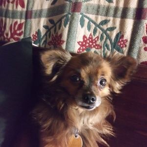 Meet your Posher, Sydney